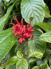 Pachystachys spicata