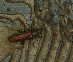 Oxypleurus nodieri