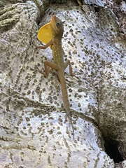 Anolis oculatus