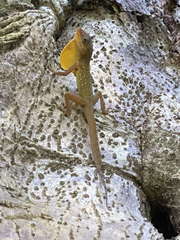 Anolis oculatus