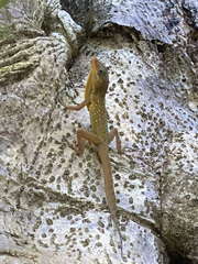 Anolis oculatus