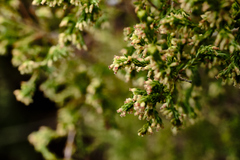 Erica urceolata