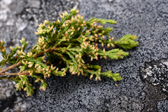 Erica urceolata