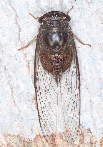 Tympanoterpes virgulata