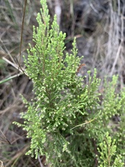 Erica urceolata