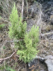 Erica urceolata