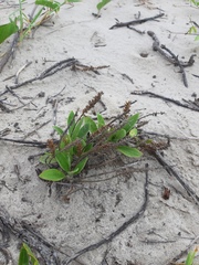 Plantago catharinea