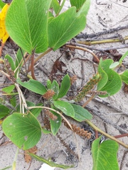 Plantago catharinea