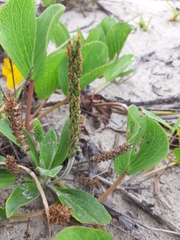 Plantago catharinea