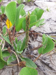 Plantago catharinea