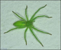 Micrommata virescens