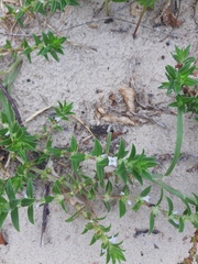 Hexasepalum apiculatum