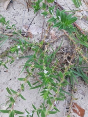 Hexasepalum apiculatum