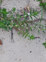 Hexasepalum apiculatum