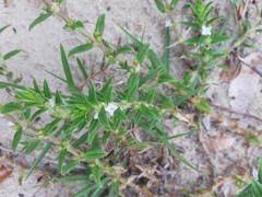 Hexasepalum apiculatum