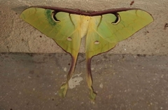 Actias maenas