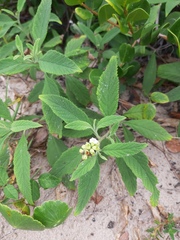 Varronia curassavica