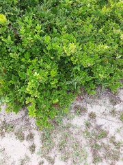 Paullinia trigonia