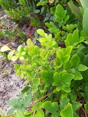 Paullinia trigonia
