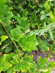 Paullinia trigonia