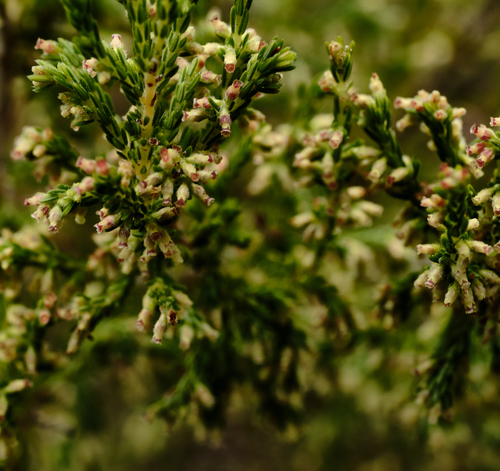 Erica urceolata