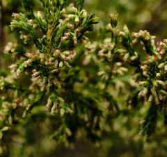 Erica urceolata
