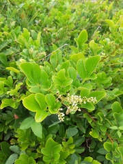 Paullinia trigonia
