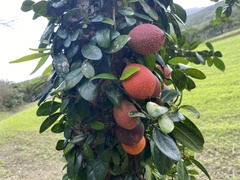 Ficus aurantiaca parvifolia