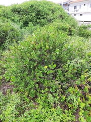 Eugenia catharinae