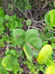 Eugenia catharinae