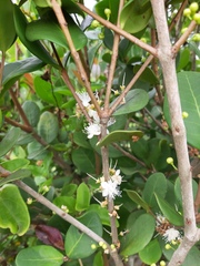 Eugenia catharinae