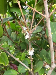 Eugenia catharinae