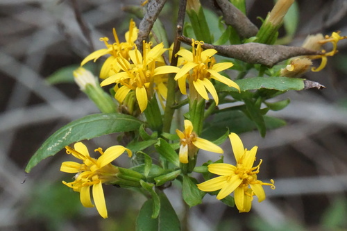 Image of Trixis inula by no rights reserved