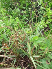 Stenotaphrum secundatum