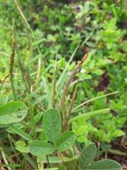 Stenotaphrum secundatum