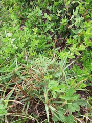Stenotaphrum secundatum