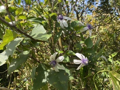 Clematis akoensis