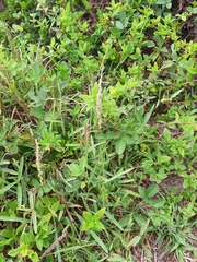 Eragrostis ciliaris
