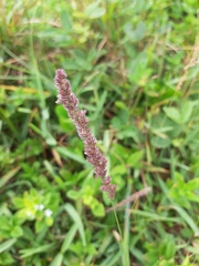 Eragrostis ciliaris