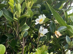 Camellia hengchunensis