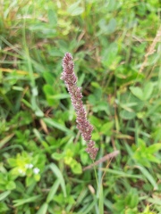 Eragrostis ciliaris