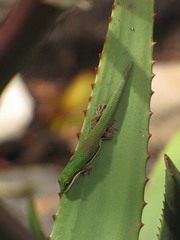 Phelsuma lineata elanthana