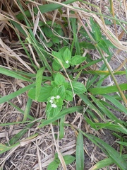 Richardia brasiliensis
