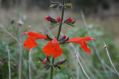 Salvia coccinea