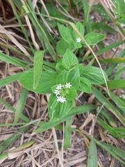 Richardia brasiliensis