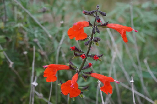 Salvia coccinea