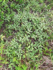 Varronia curassavica
