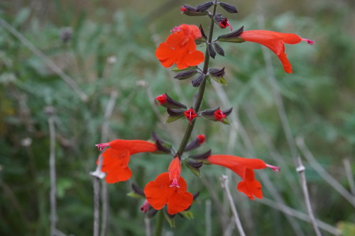 Salvia coccinea