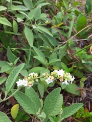 Varronia curassavica