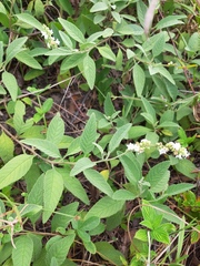 Varronia curassavica